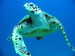 GreenTurtle in Gili Island